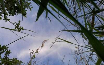 De profundis clamo ad te (reprise)