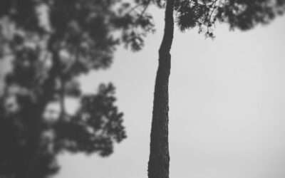 Over Blackie en blinkvisje…